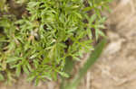 Field burweed